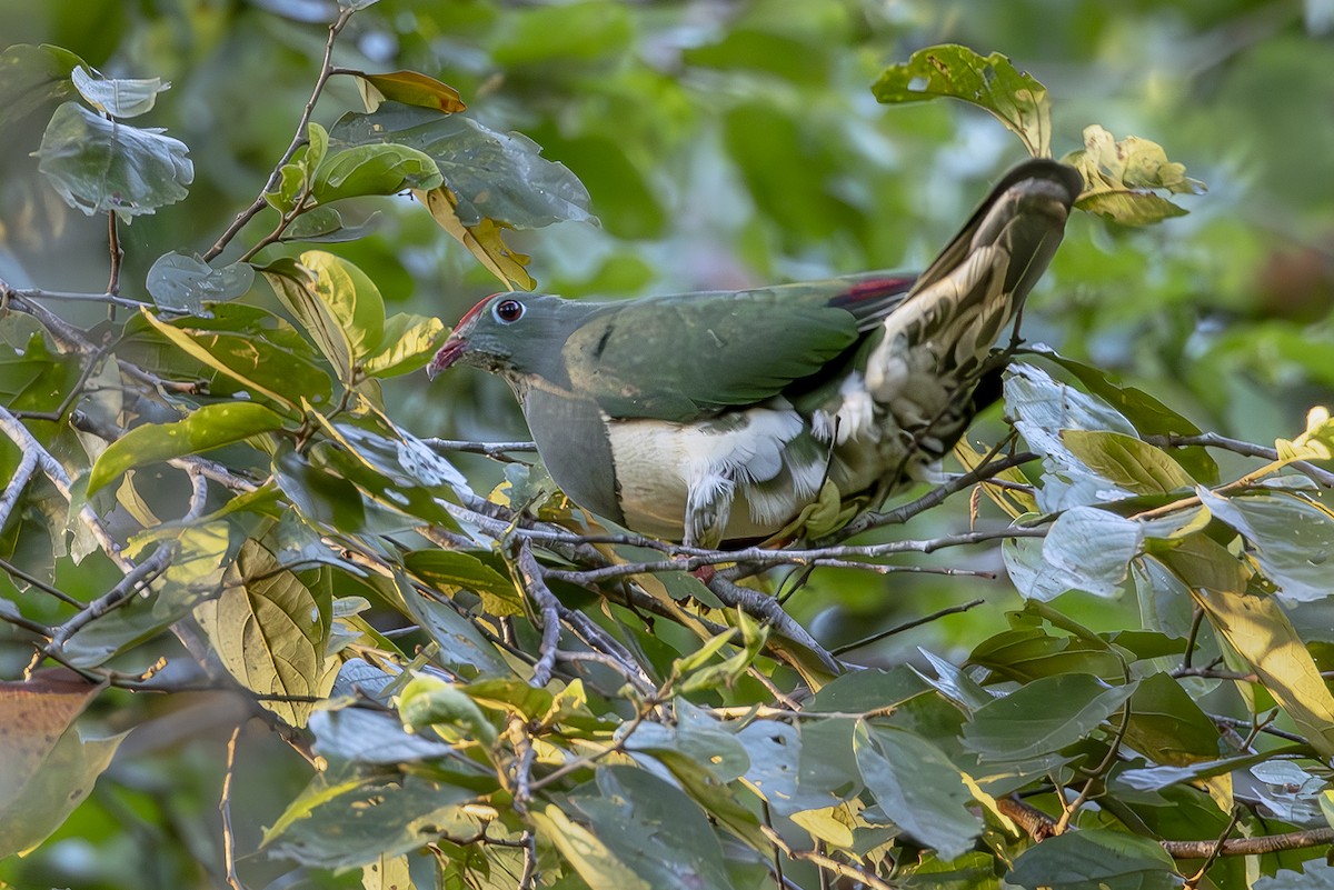 Cream-breasted Fruit-Dove - ML645439389