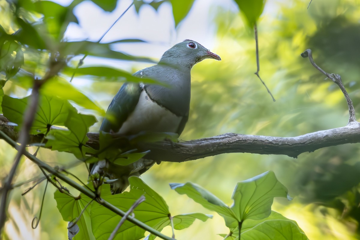 Cream-breasted Fruit-Dove - ML645439390