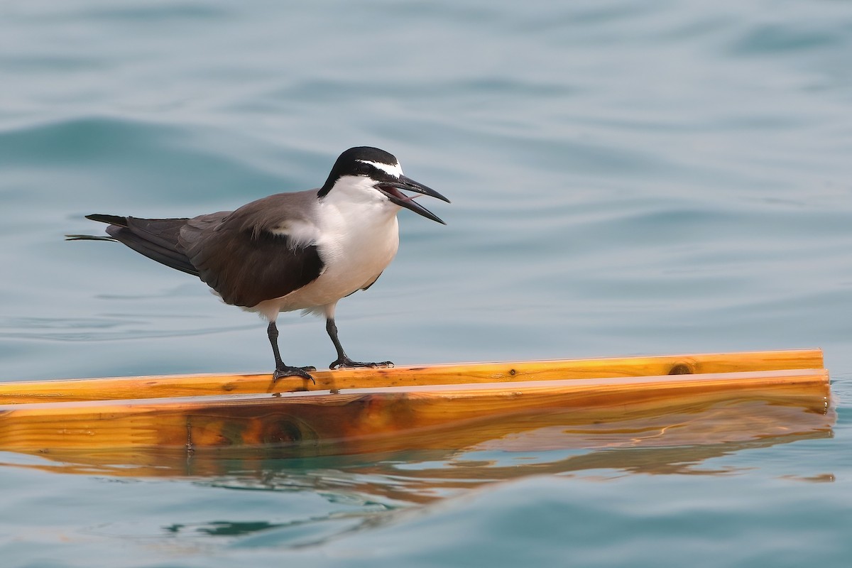 Bridled Tern - ML645439391