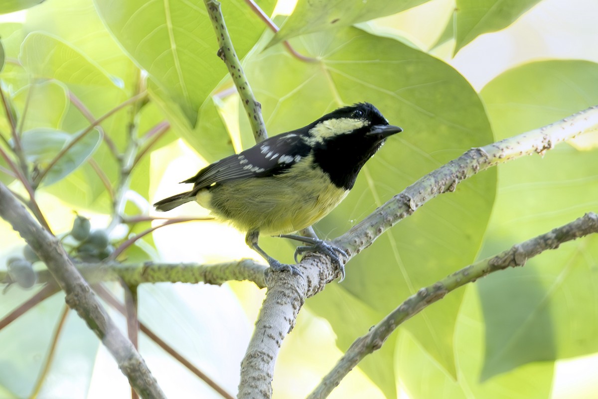 Elegant Tit - ML645439402