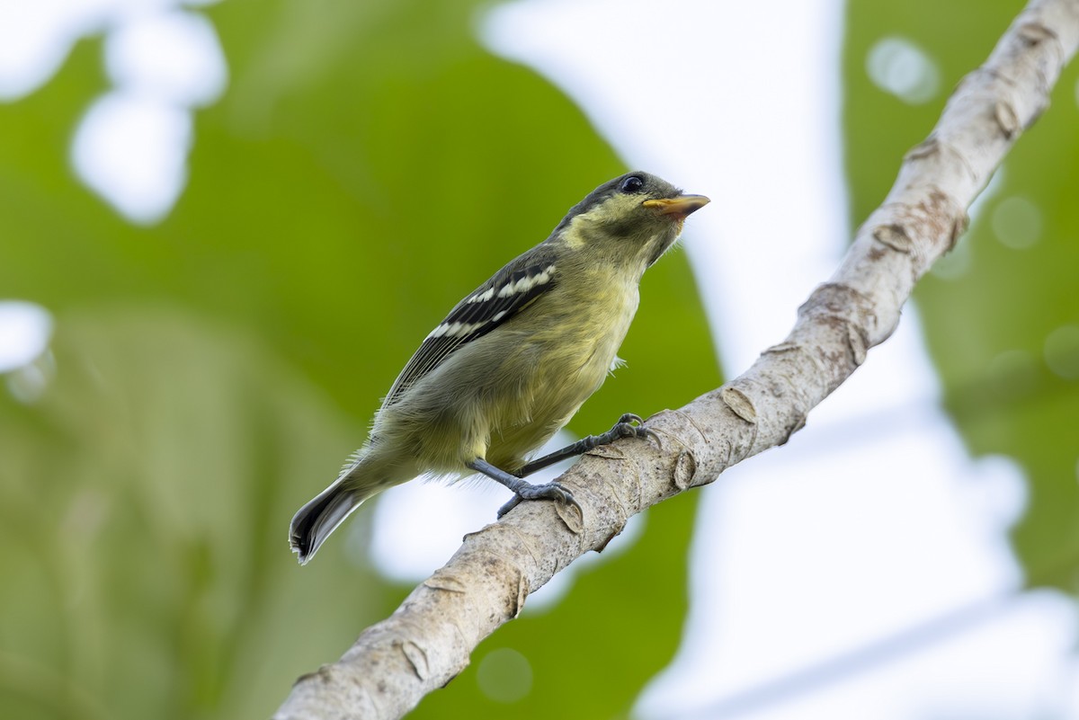 Elegant Tit - ML645439403