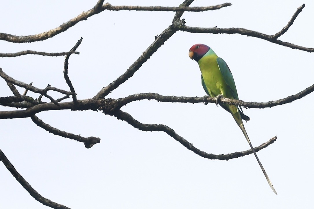 Plum-headed Parakeet - ML645439406