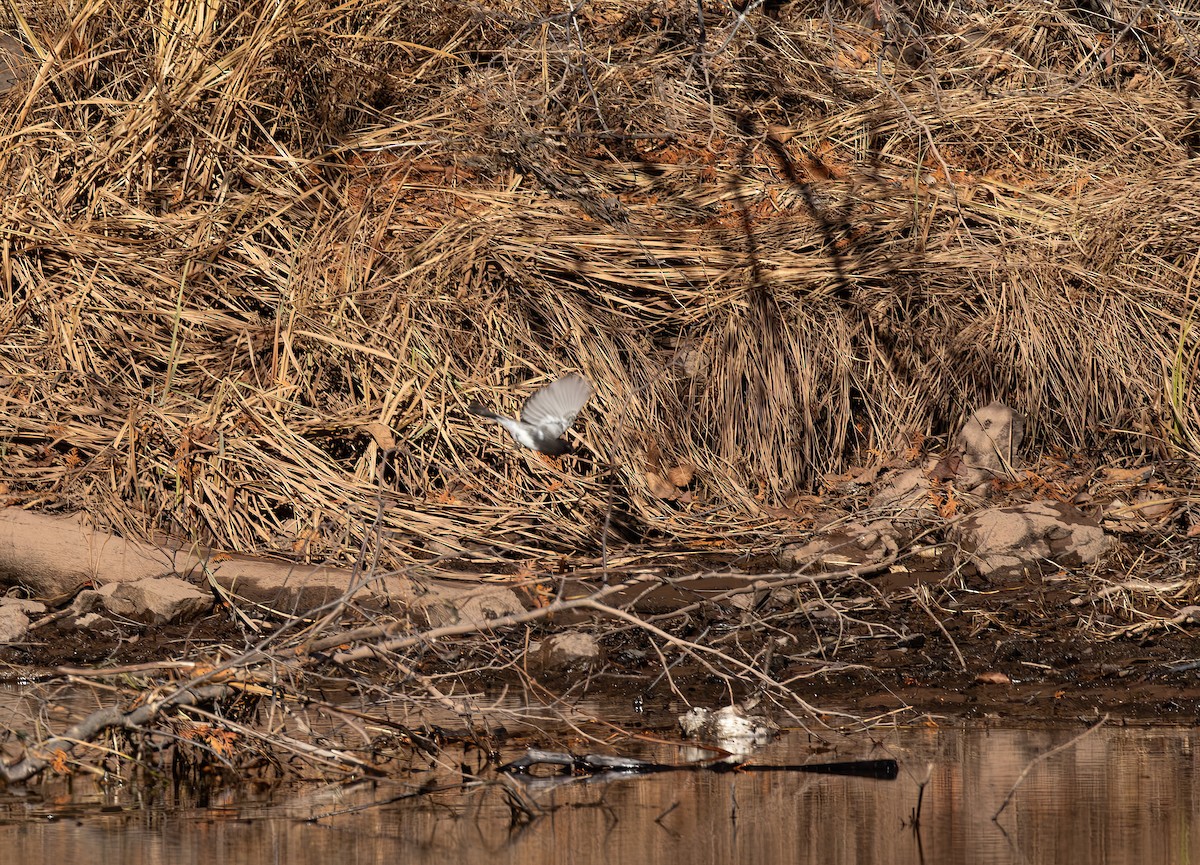 Black Phoebe - ML645439408