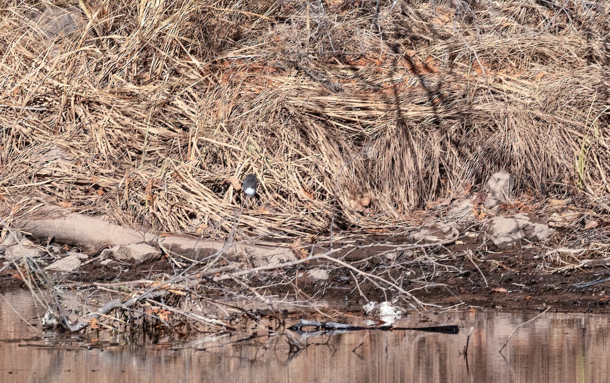 Black Phoebe - ML645439409