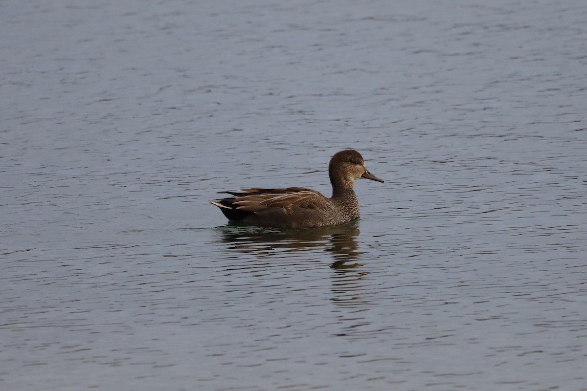 Серая утка - ML645439410