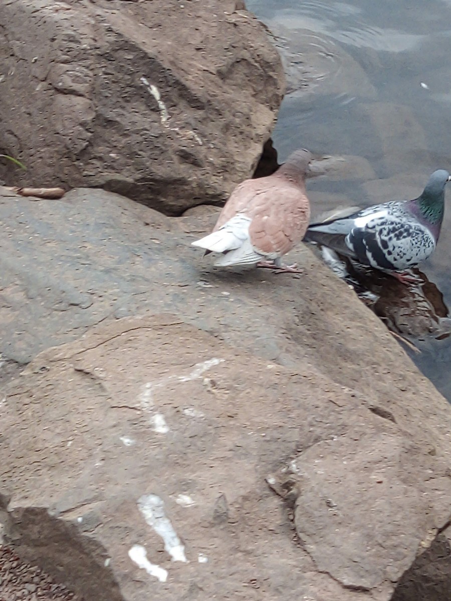 Голуб сизий (міський) - ML645439413