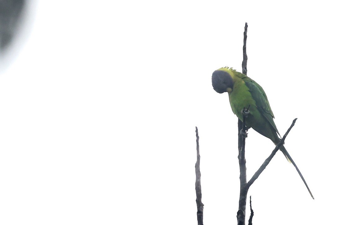 Plum-headed Parakeet - ML645439415