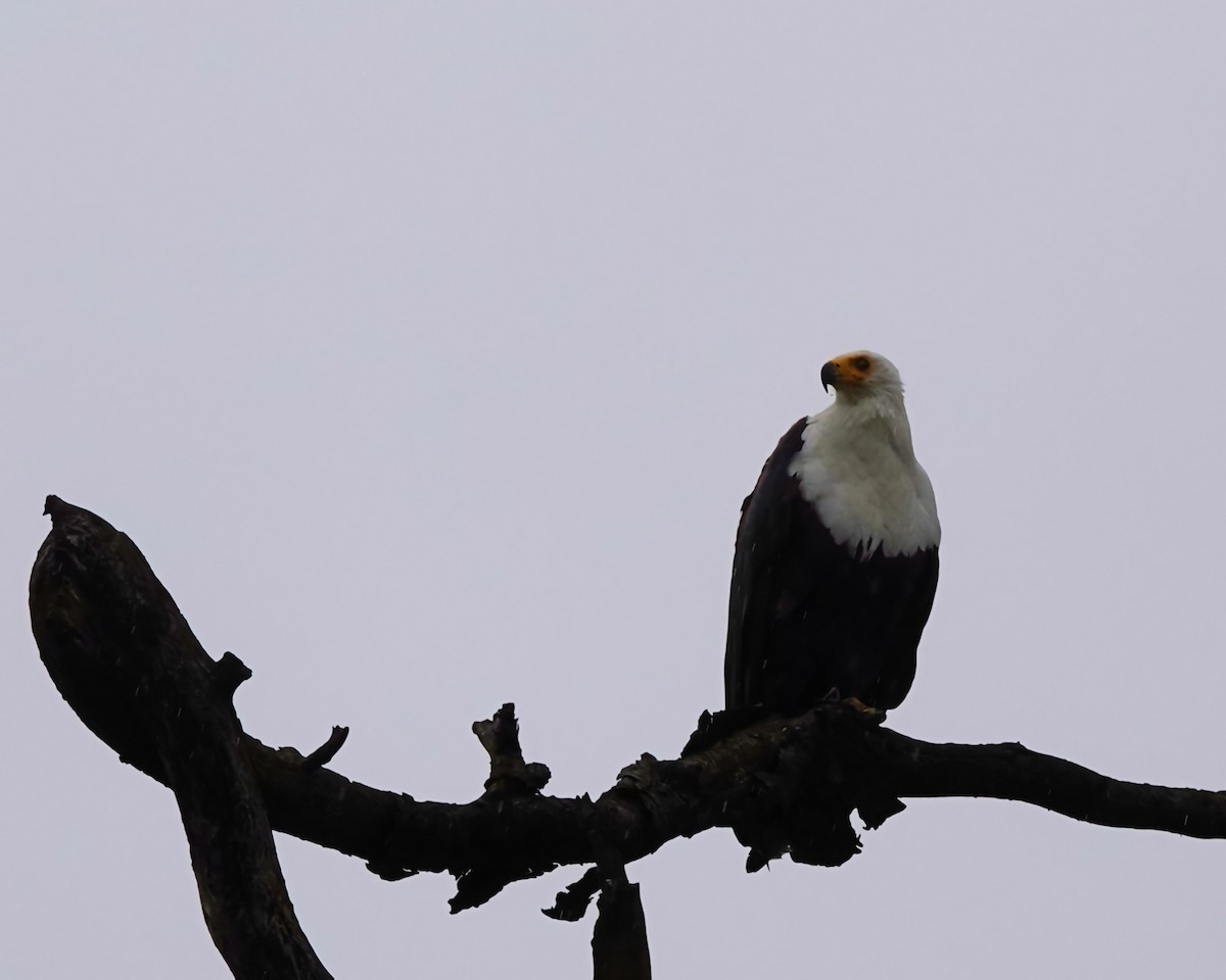 flodørn - ML645439416