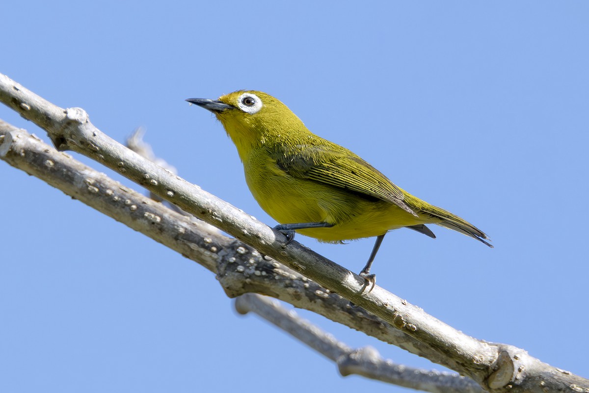 Yellowish White-eye - ML645439417