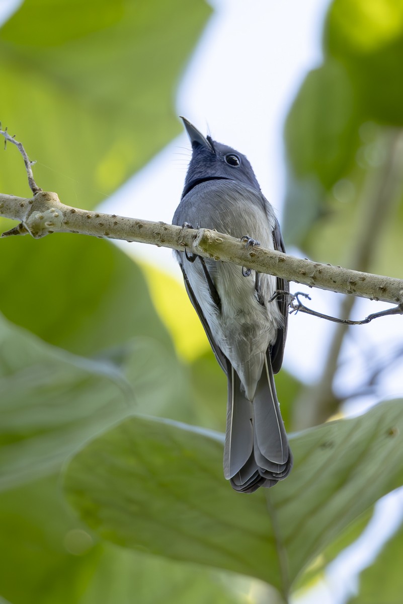 Black-naped Monarch - ML645439427