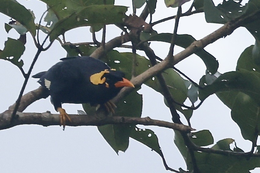 Индийская майна - ML645439433