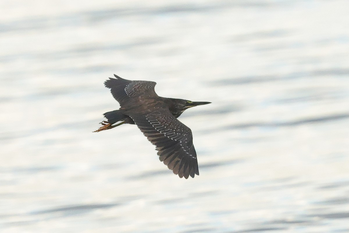 Little Heron - ML645439436