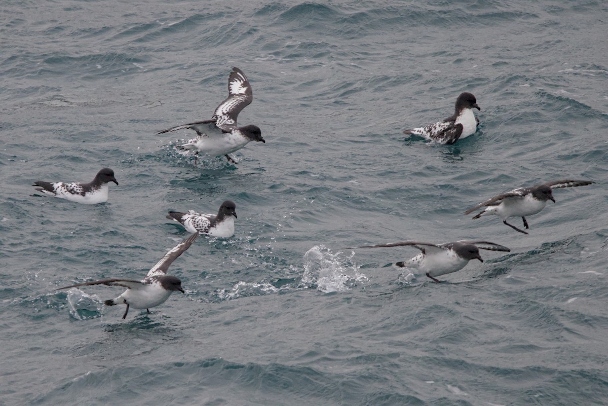 Pintado Petrel - ML645439438