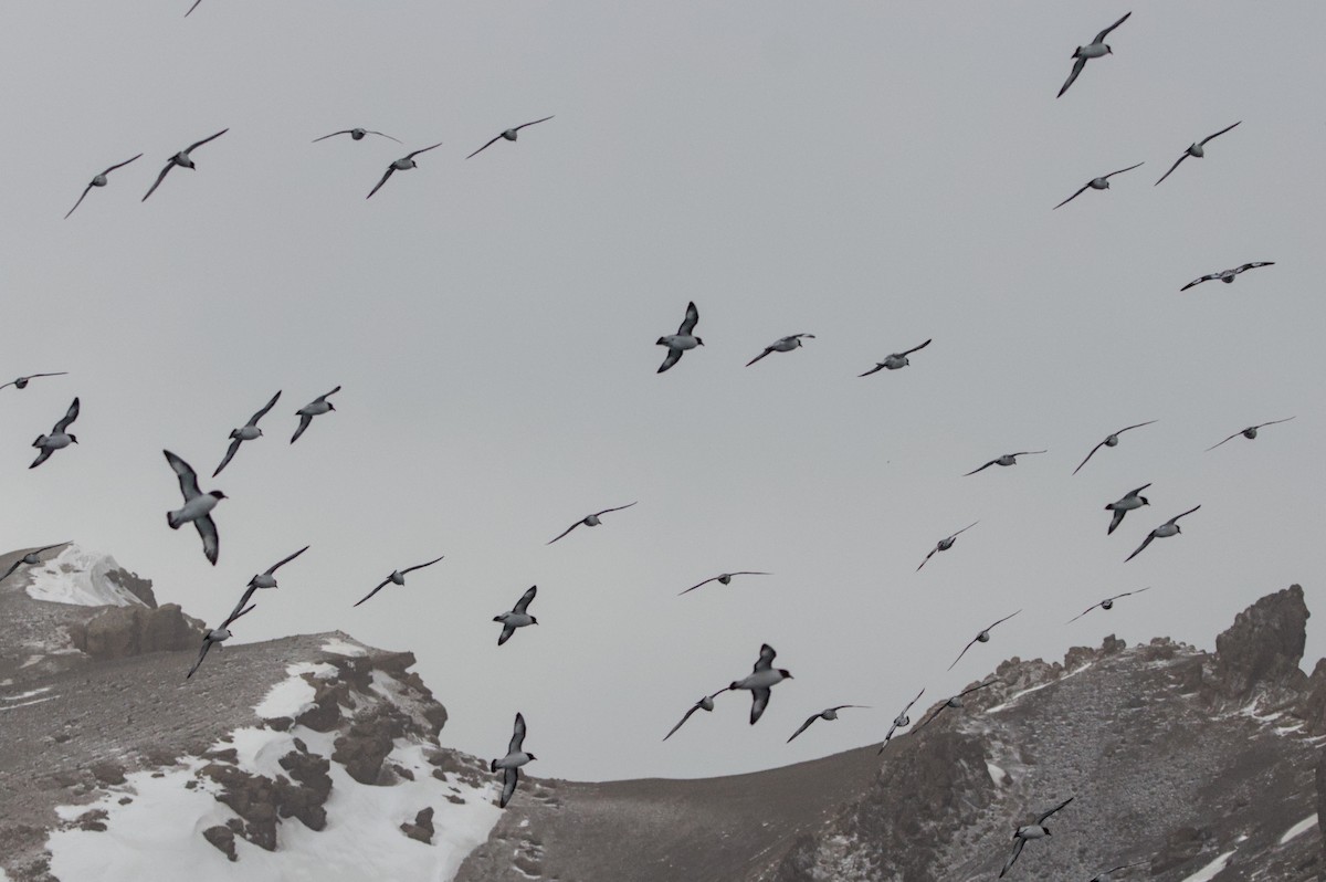 Pintado Petrel - ML645439439