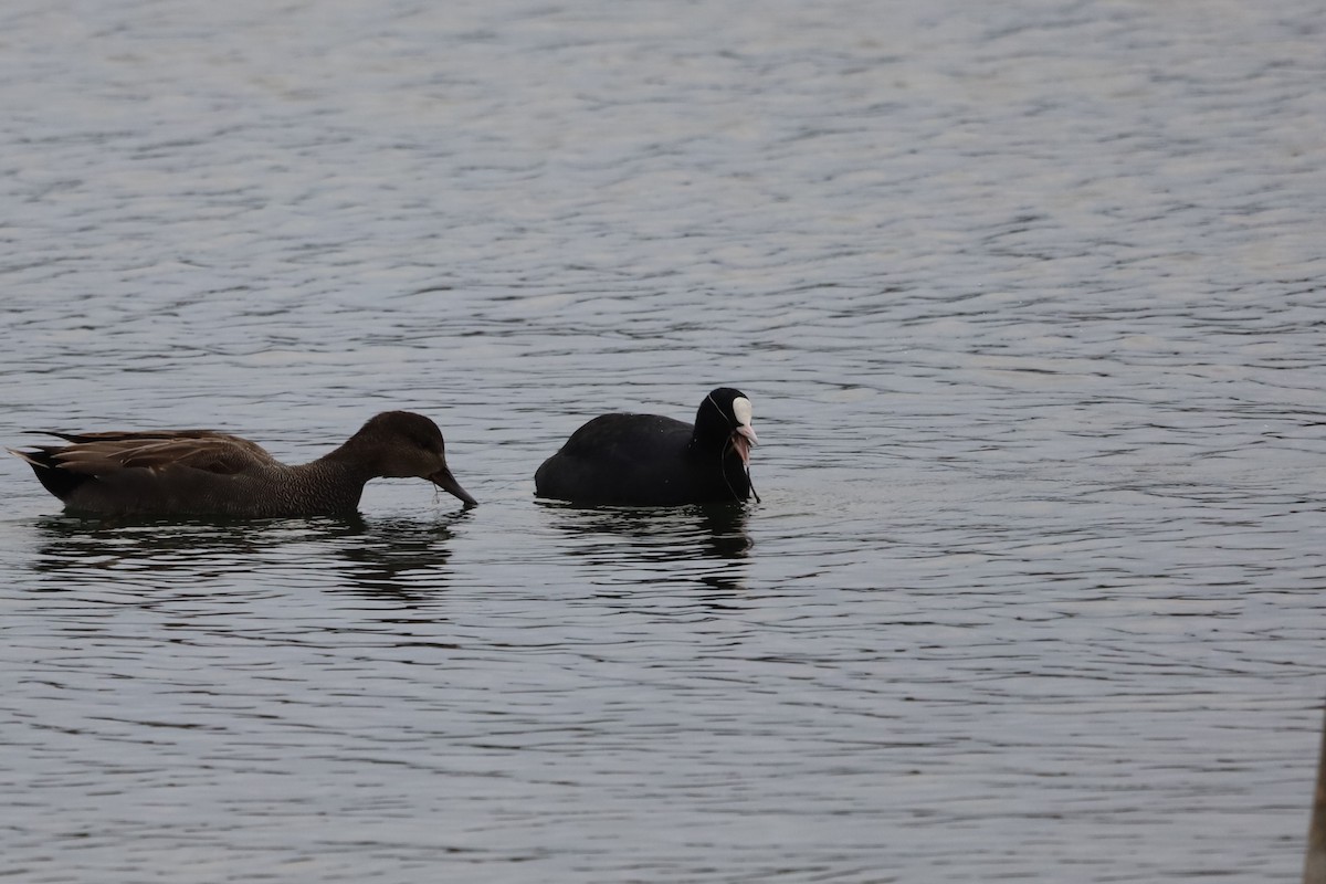 Eurasian Coot - ML645439440