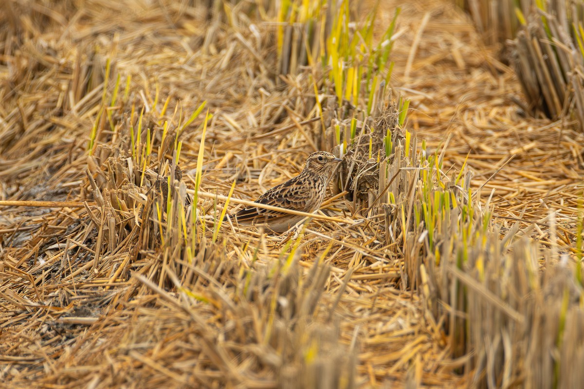 Eurasian Skylark - ML645439441