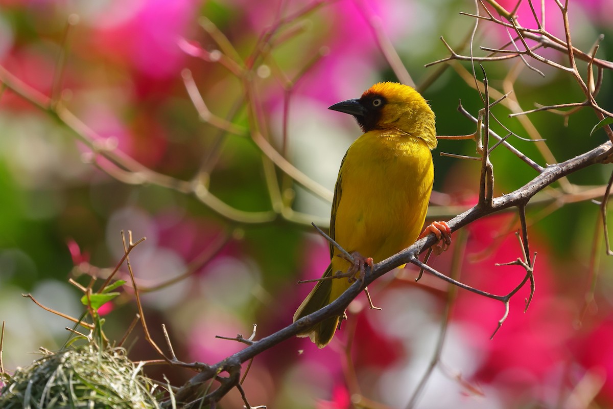 Northern Brown-throated Weaver - ML645439442