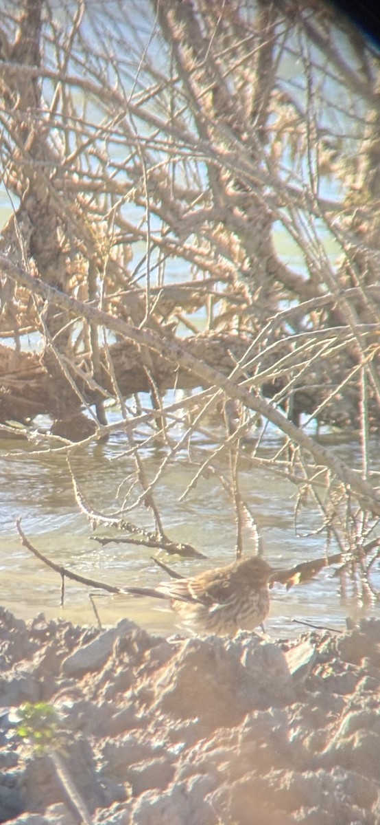 Water Pipit - ML645439443