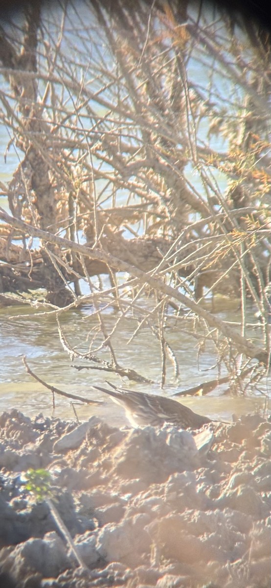 Water Pipit - ML645439444