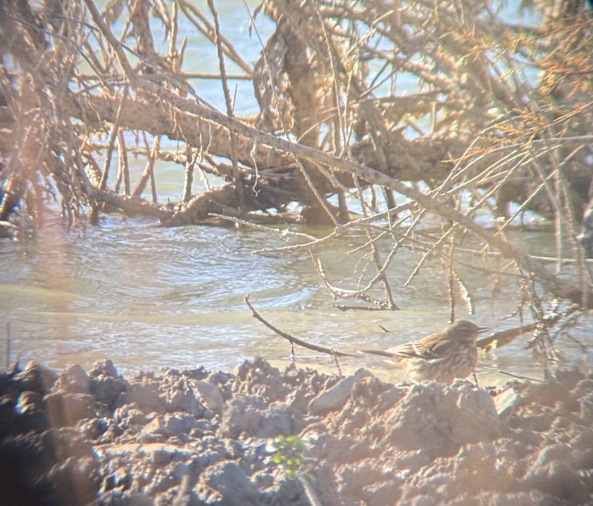 Water Pipit - ML645439445