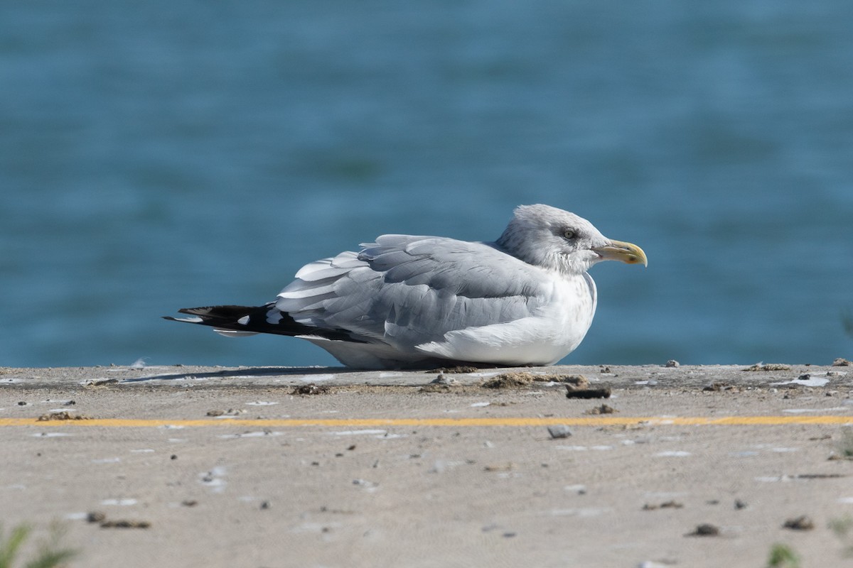 American Herring Gull - ML645439446