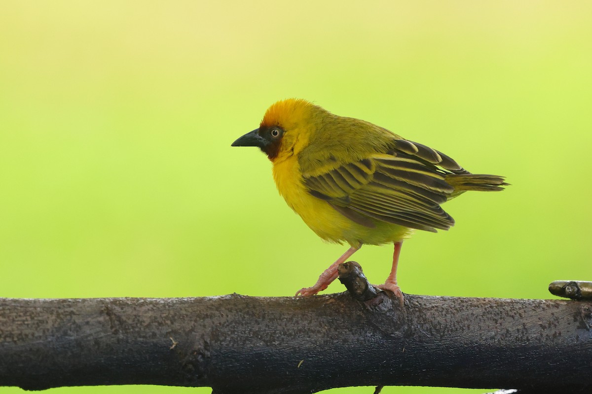 Northern Brown-throated Weaver - ML645439447