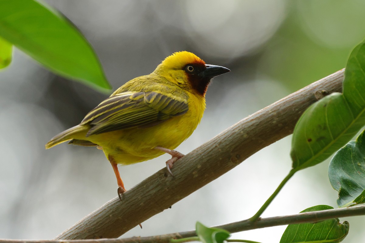Northern Brown-throated Weaver - ML645439448