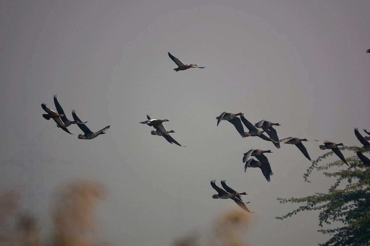 Greater White-fronted Goose - ML645439450