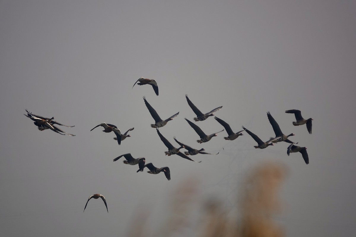 Greater White-fronted Goose - ML645439451