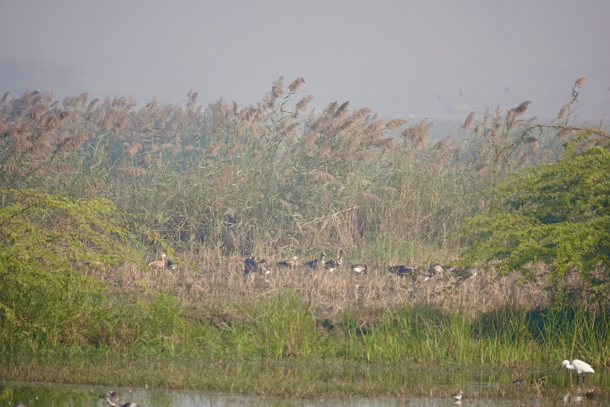 Greater White-fronted Goose - ML645439452