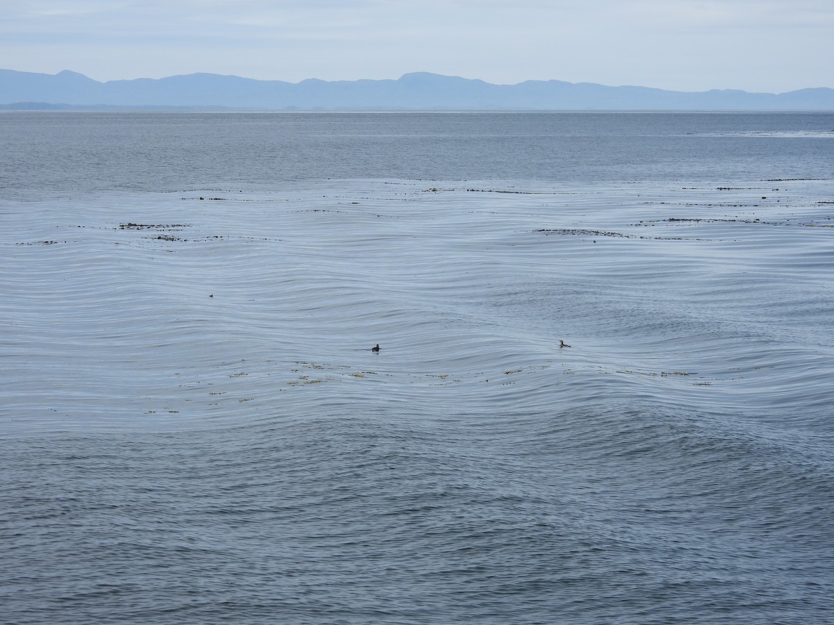 Rhinoceros Auklet - ML645439453