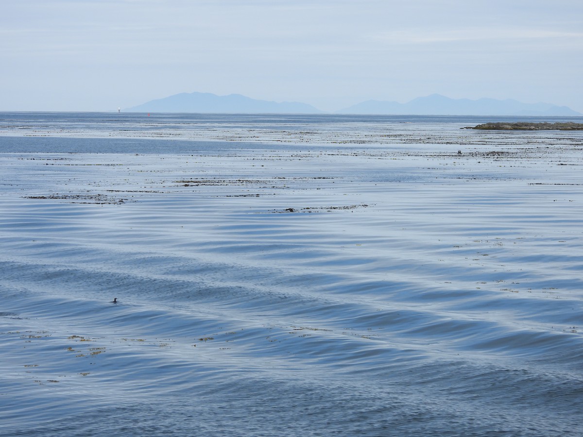 Rhinoceros Auklet - ML645439454