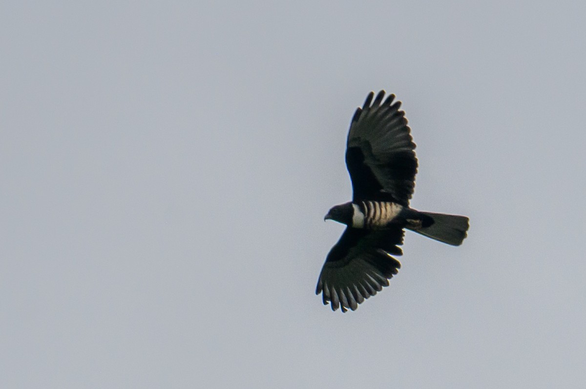 Black Baza - ML645439456