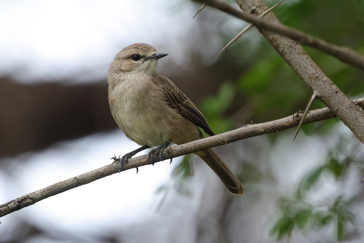 Pale Flycatcher - ML645439458
