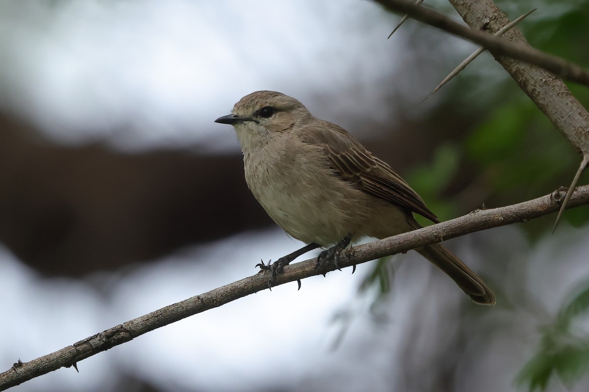 Pale Flycatcher - ML645439459