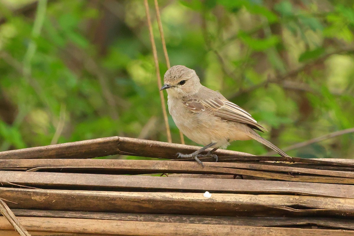 Pale Flycatcher - ML645439460