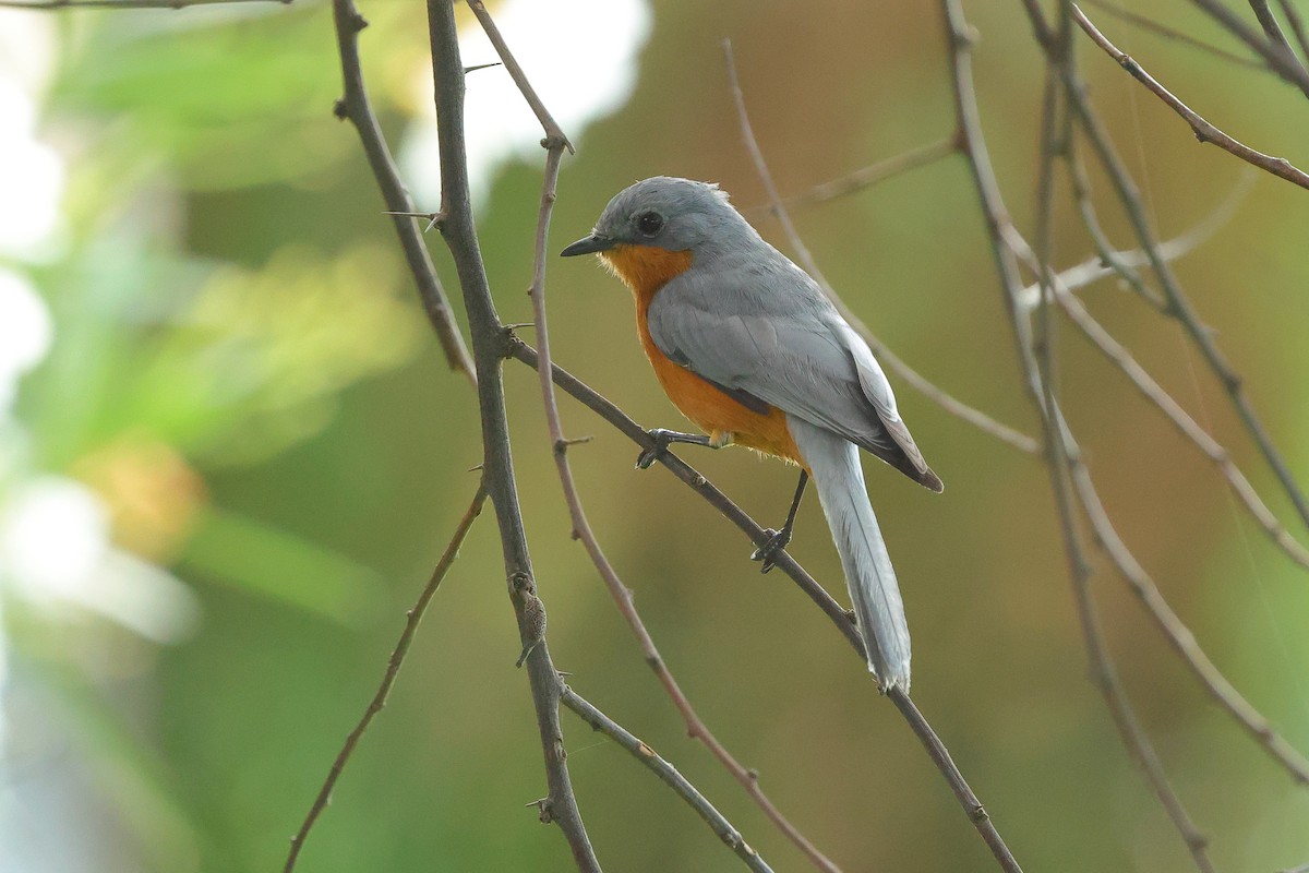 Silverbird - ML645439461