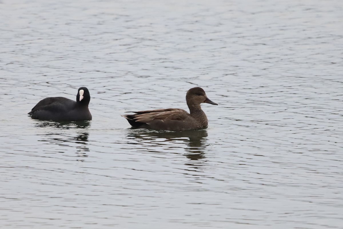 Gadwall - ML645439462