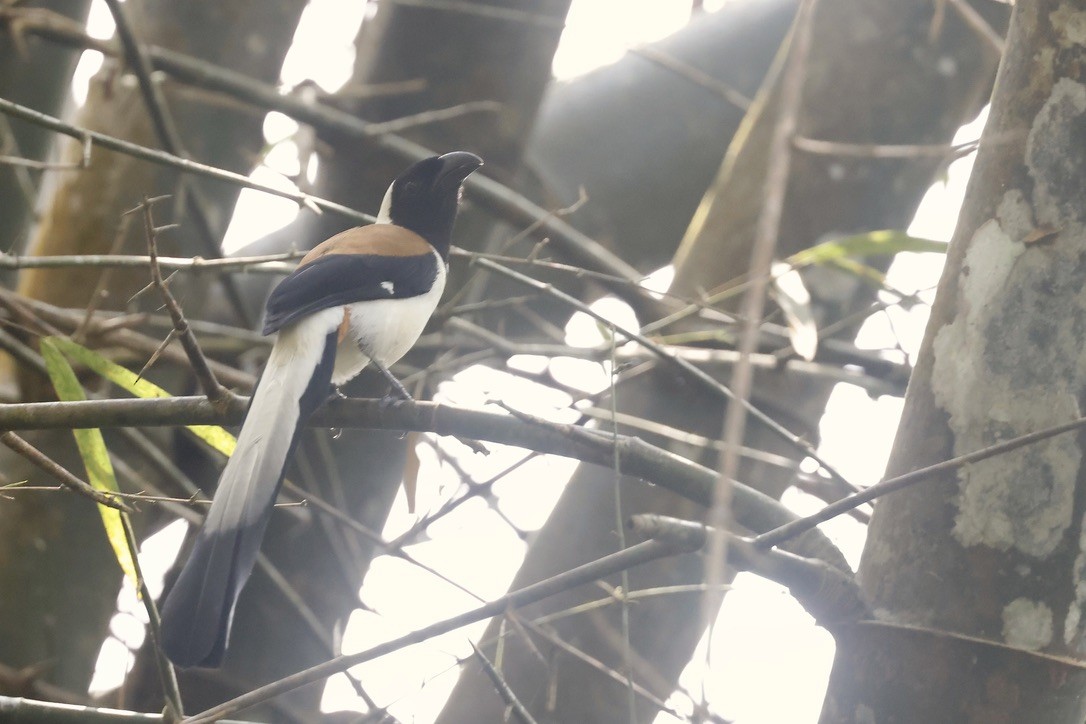 White-bellied Treepie - ML645439463