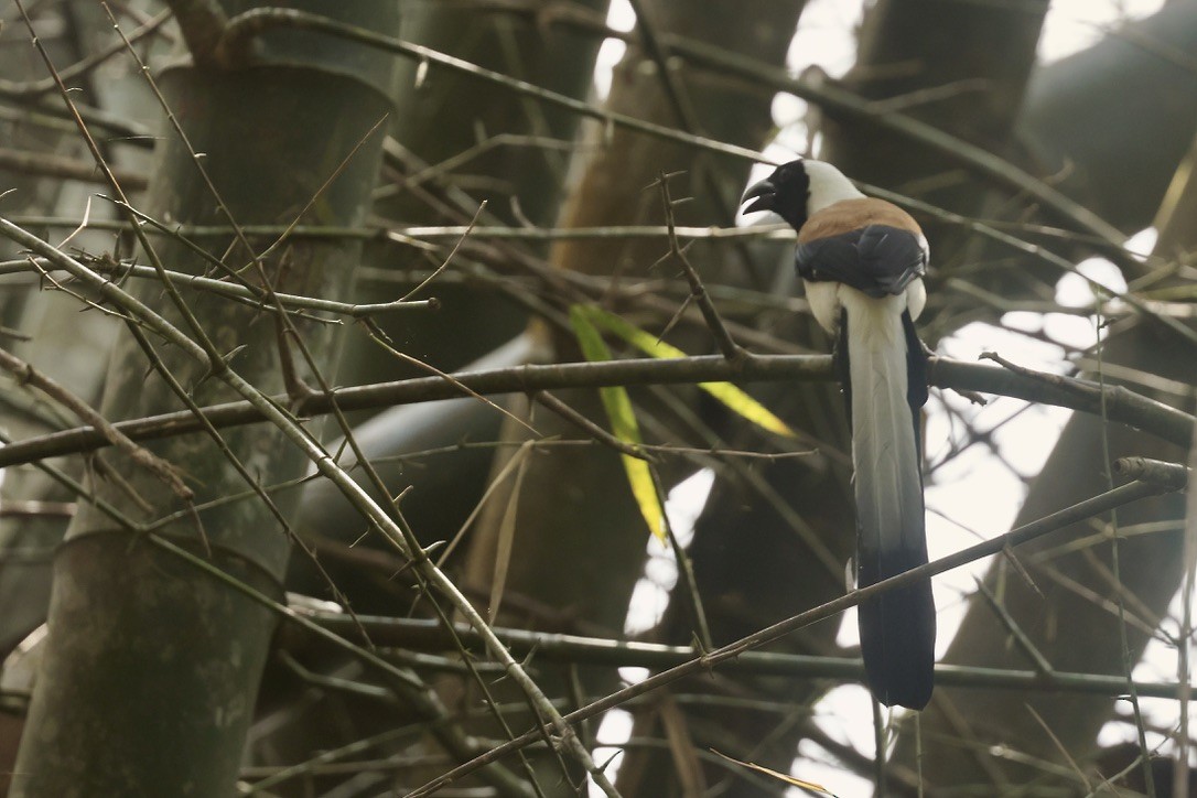 White-bellied Treepie - ML645439464