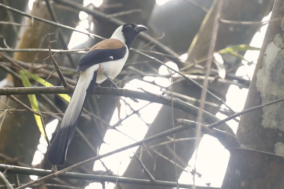 White-bellied Treepie - ML645439465