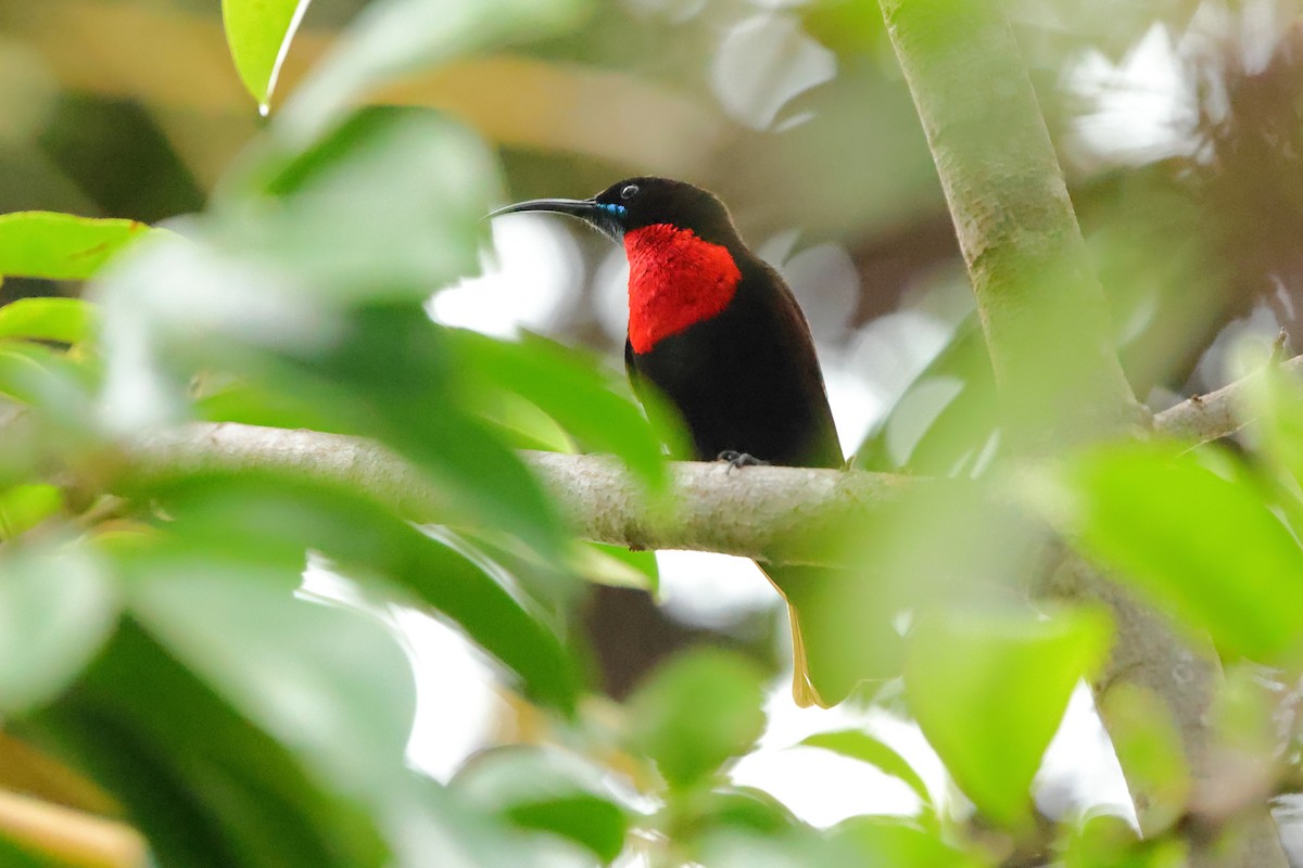 Scarlet-chested Sunbird - ML645439467