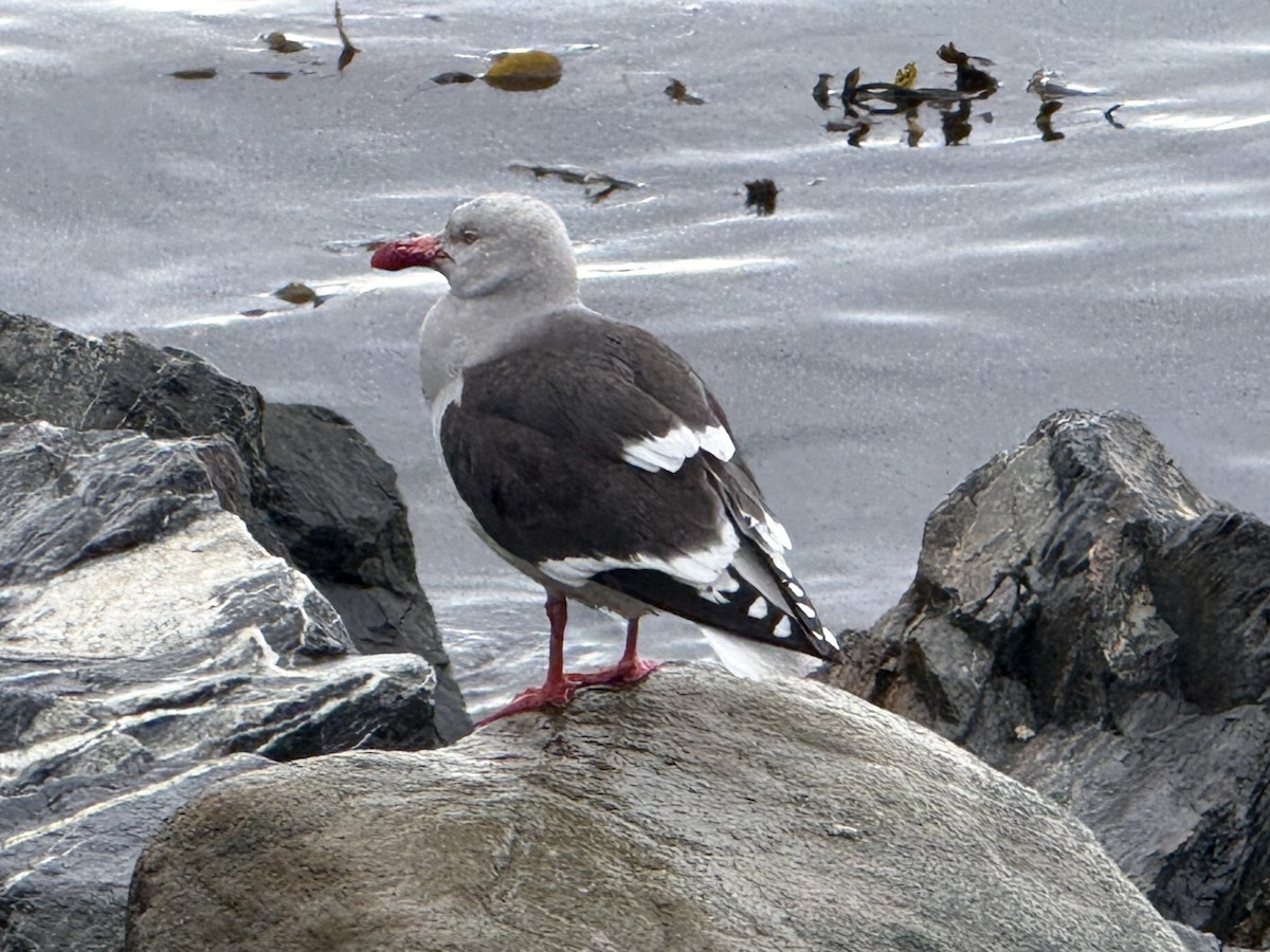Dolphin Gull - ML645439468