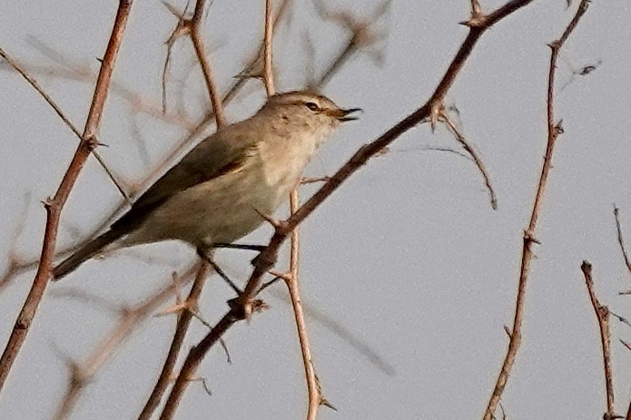 Common Chiffchaff - ML645439469