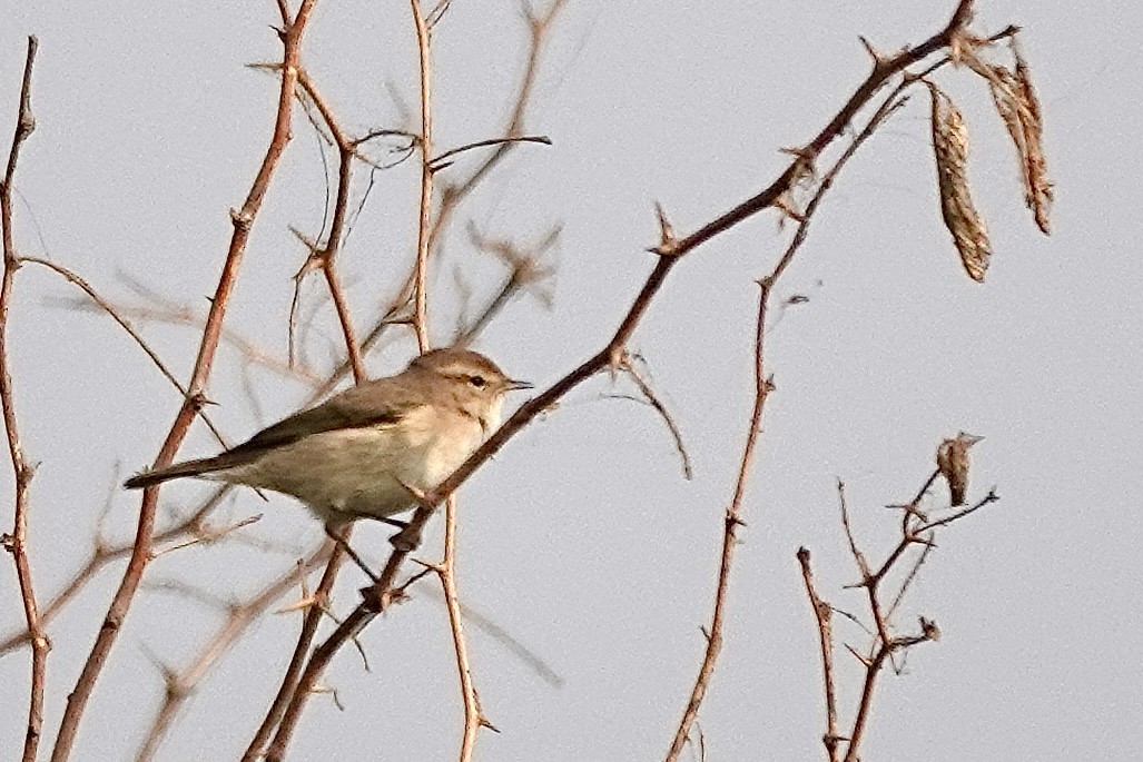Common Chiffchaff - ML645439470