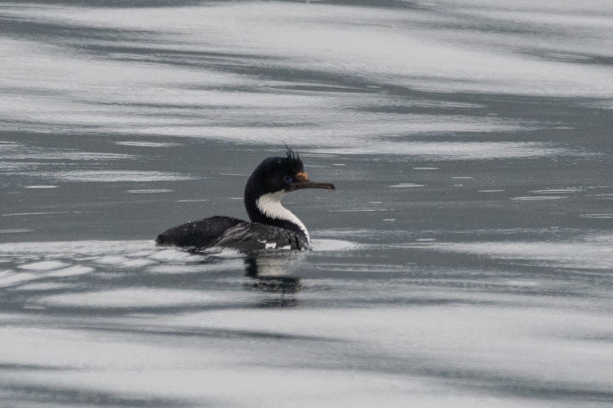 Imperial Cormorant - ML645439471