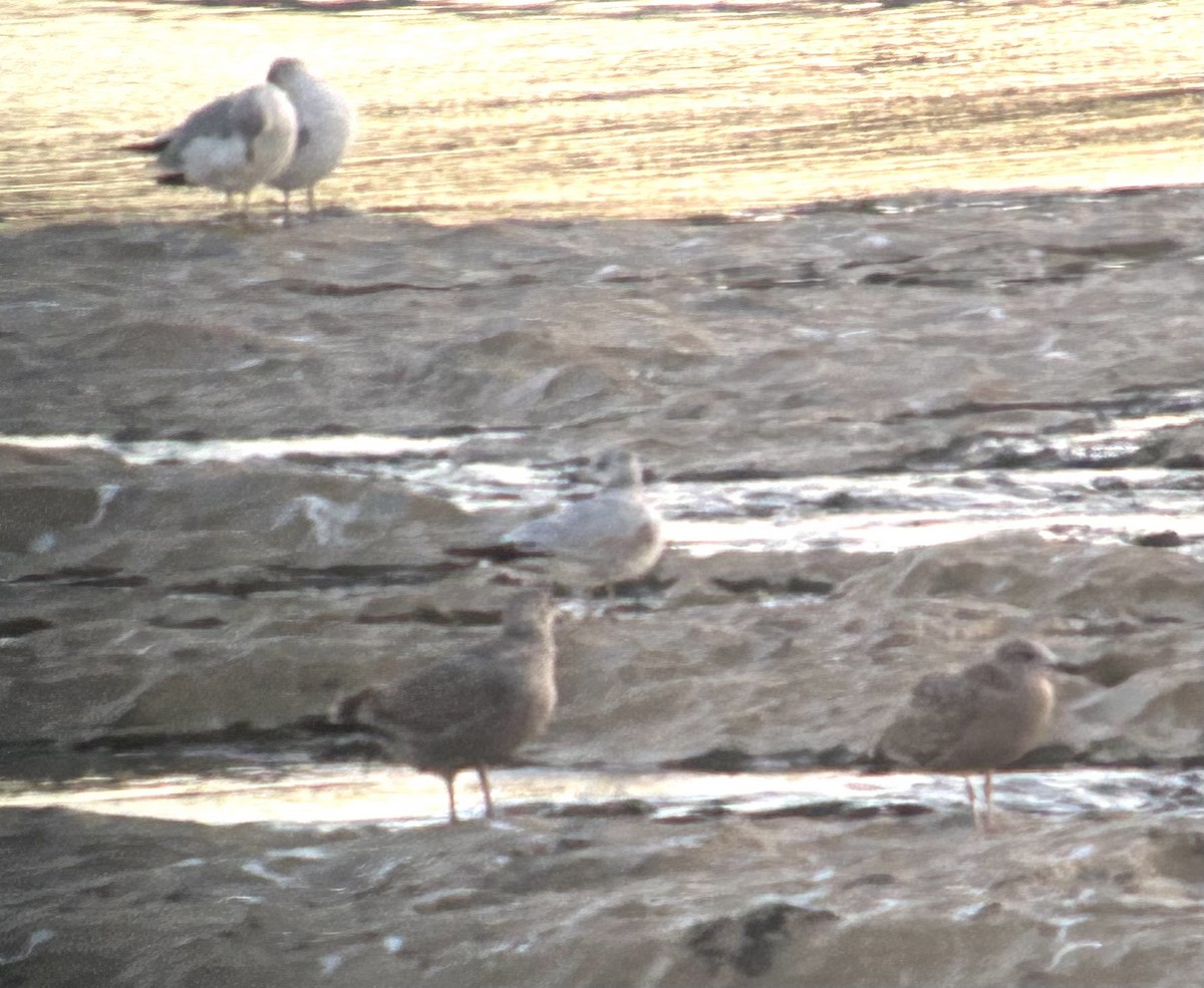 Iceland Gull (Thayer's) - ML645439474