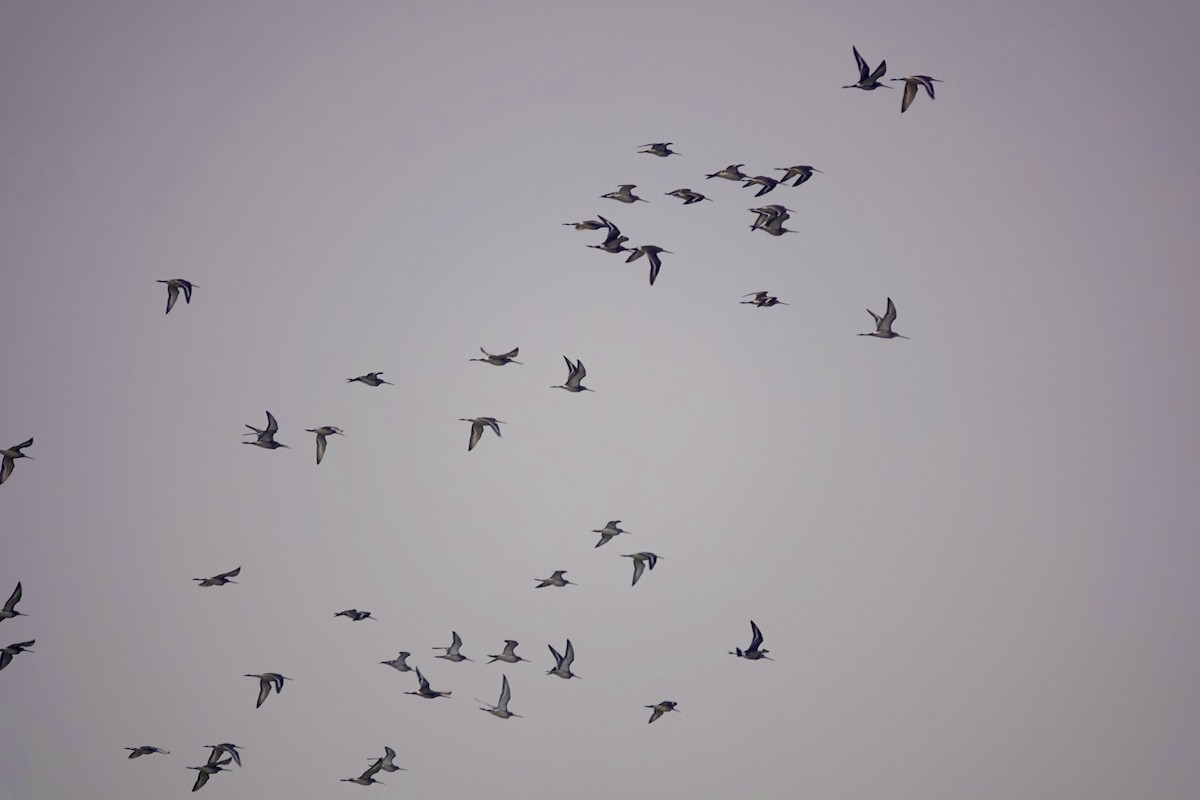 Black-tailed Godwit - ML645439491