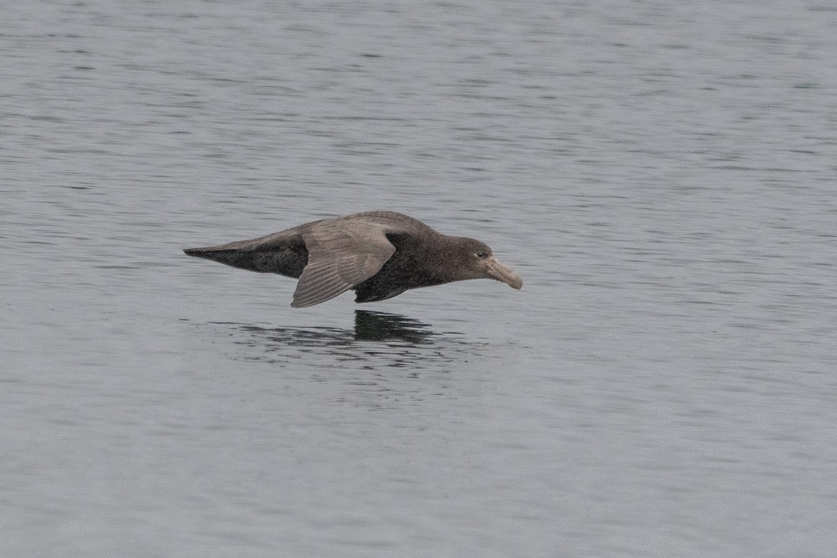 Southern Giant-Petrel - ML645439494