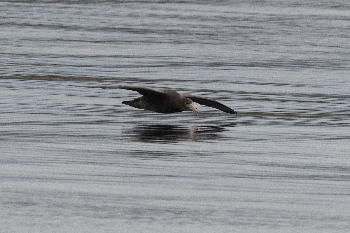 Southern Giant-Petrel - ML645439495